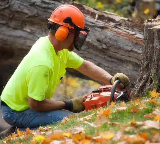 tree services Avon-by-the-Sea